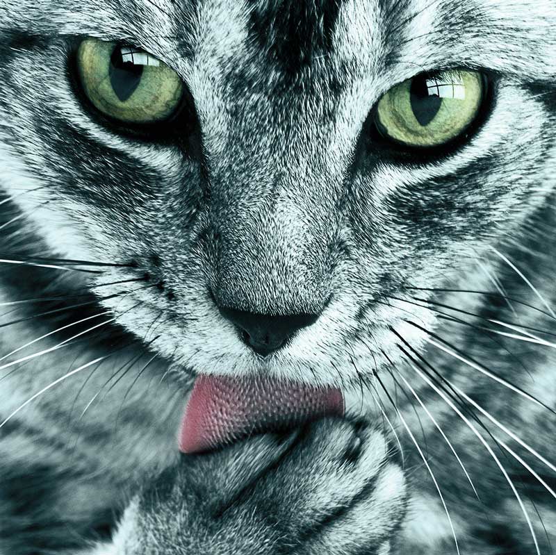 Nahaufnahme einer getigerten Katze mit grünen Augen, die sich nach dem Fressen die Pfote leckt, mit besonderem Fokus auf ihr Gesicht, ihre Schnurrhaare und ihre Zunge.
