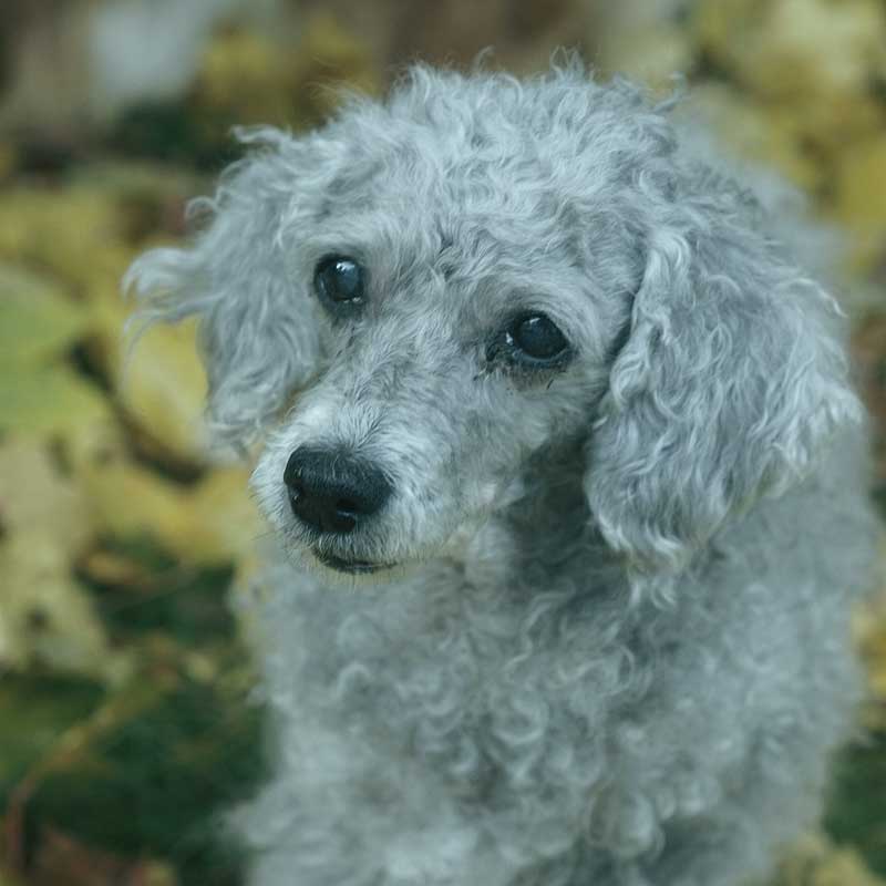 Ein kleiner, grauer Hund mit lockigem Fell und dunklen Augen blickt empor, während er vor einem Hintergrund aus verschwommenen gelben und grünen Blättern steht. Möglicherweise handelt es sich hierbei um einen Hund mit Demenz.