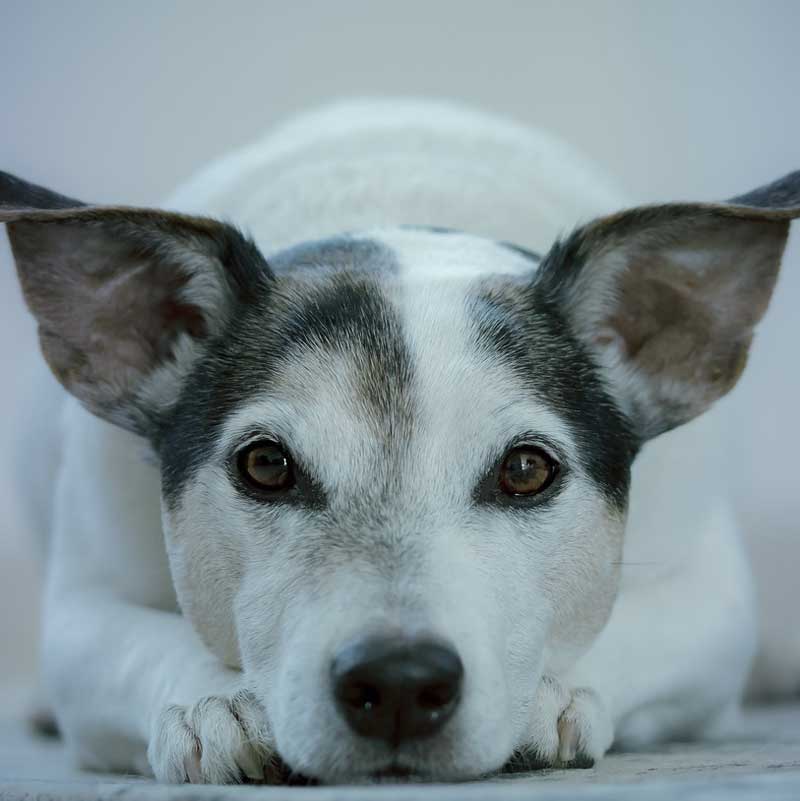 Eine Nahaufnahme eines weißen Hundes mit dunklen Akzenten im Fell, der mit dem Kopf auf den Pfoten liegend mit aufmerksamen Ohren und sanften Augen direkt in die Kamera blickt und neugierig auf Informationen zum Thema naturheilkundliche Hausapotheke für Tiersenioren ist.