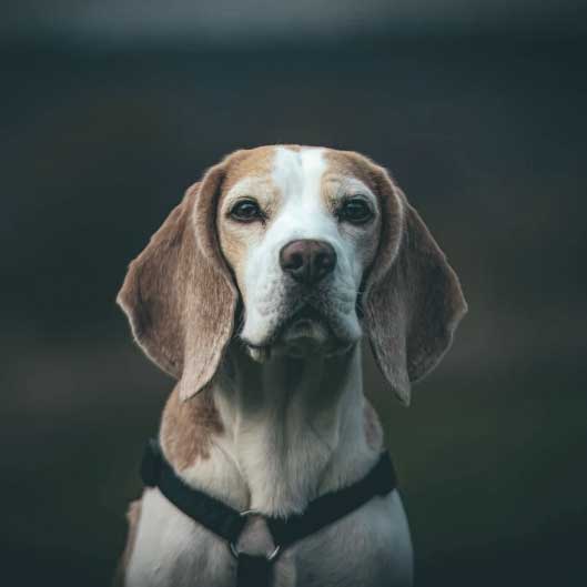 Ein Beagle mit hellbraunem und weißem Fell blickt direkt in die Kamera. Der Hund ist bis zu den Schultern zu sehen, trägt ein schwarzes Geschirr und steht vor einem dunklen, unscharfen Hintergrund. Was man ihm nicht ansieht: Möglicherweise hat dieser Hund im Alter mit Spondylose zu kämpfen.