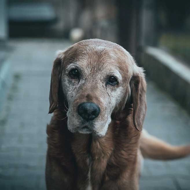 Ein alter brauner Hund mit teilweise grau gewordenem Fell im Gesicht steht auf einem gepflasterten Weg und blickt ruhig in die Kamera. Der Hintergrund ist unscharf, wodurch der Fokus auf den sanften Ausdruck des Hundes gelenkt wird – ein stilles Zeugnis für anhaltende Tiergesundheit bei alten Tieren.