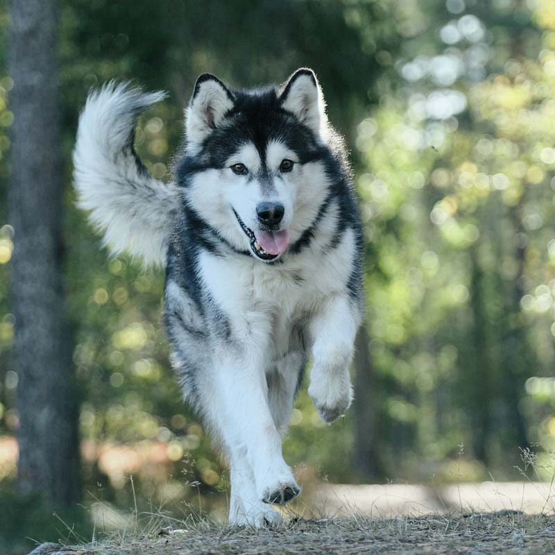 Ein flauschiger Alaskan Malamute, der pure Gesundheit ausstrahlt, rennt auf einem Waldweg mit hochgereckter Rute und heraushängender Zunge auf die Kamera zu, während Bäume und Sonnenlicht im Hintergrund verschwommen erscheinen. Dieser alte Hund zeigt keine Anzeichen von Arthrose.