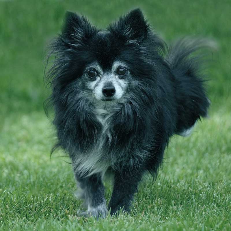 Ein kleiner, flauschiger schwarz-grauer Hund mit gespitzten Ohren, steht auf grünem Gras und blickt direkt in die Kamera. Er steht dafür, dass egal welche Rasse ein Hund hat, Tiersenioren richtig gefüttert werden sollten.
